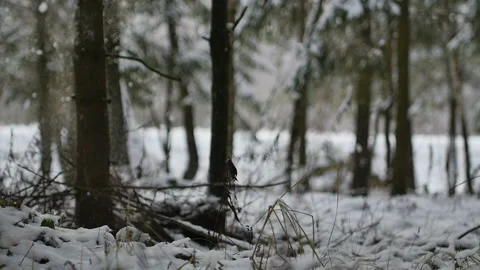 Snowfall from the tree to the ground in forest at winter in slowmo Stock Footage 89783121