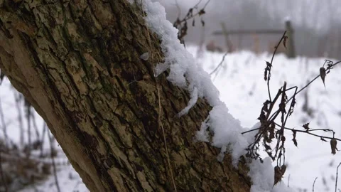 Snowfall on tree trunk with field in background Stock Footage 159009033