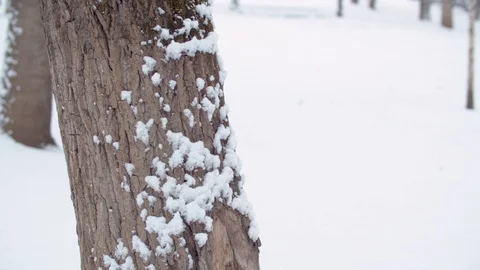 Snowfall. Tree trunk in the snow Stock Footage 123047733