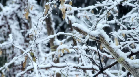 Snowfall on Trees 01 Stock Footage 1034464