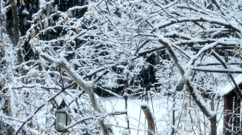 Snowfall on Trees 02 Stock Footage 1034453