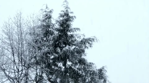 Snowfall on Trees 03 Stock Footage 1034502