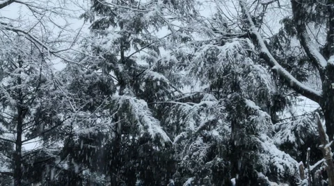 Snowfall on Trees 04 Stock Footage 1034499