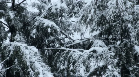 Snowfall on Trees 05 Stock Footage 1034480