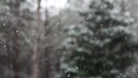 Snowfall-Trees-1080 Stock Footage 244799459
