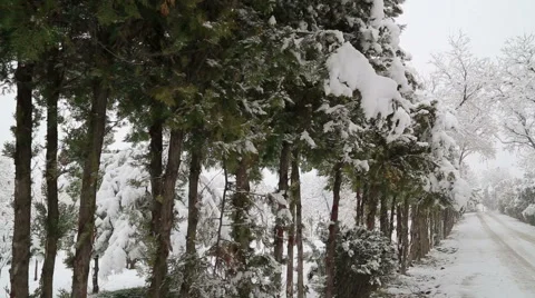 Snowfall on trees and snowy roads pan right Stock Footage 44350815