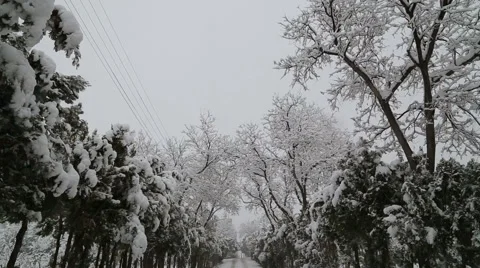 Snowfall on trees and snowy roads Stock Footage 44351065
