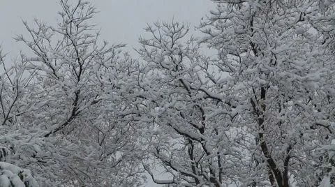 Snowfall on trees and snowy roads tilt Stock Footage 44371090