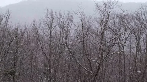 Snowfall trees background. Video stock 209177923