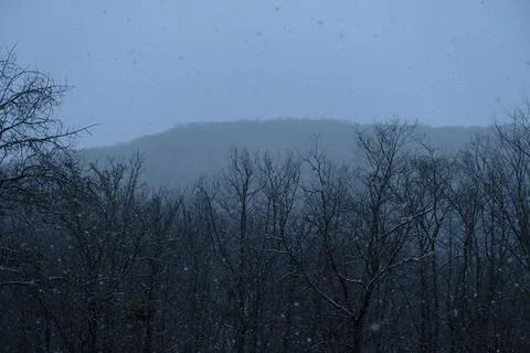 Snowfall trees background. Stock Photos
