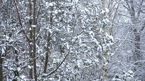 Snowfall in trees with birdsong Stock-Footage 86431029