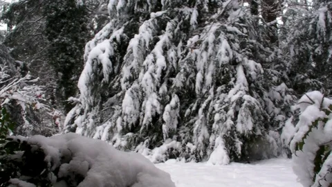 Snowfall on Trees Stock Footage