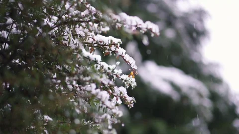 Snowfall on trees Stock Footage 101979886