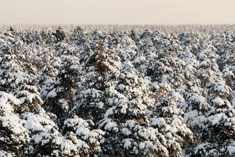 Snowfall on trees Stock Photos
