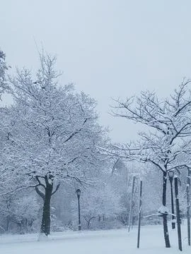 Snowfall On Trees In The Winter Stock Photos