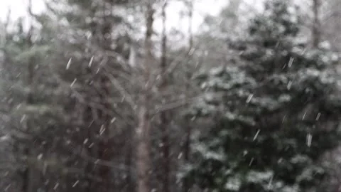 Snowfall-Trees01-4k Stock Footage 244799397