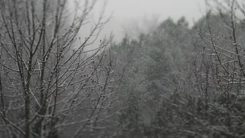 Snowfall-Trees02-4k Stock Footage 244799398