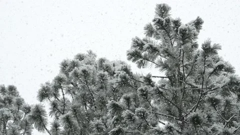 Snowfall in treetop 스톡 동영상 229390123