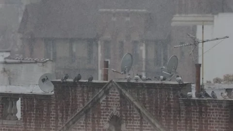 Snowfall in an urban environment Stock Footage 296029609