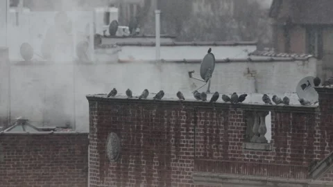 Snowfall in an urban environment Stock Footage 296029613