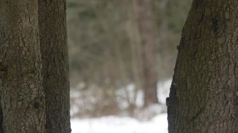 Snowfall, view between two trees Stock Footage 124156281