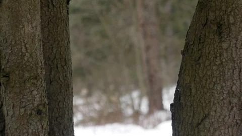 Snowfall, view between two trees Stock Footage 124156436
