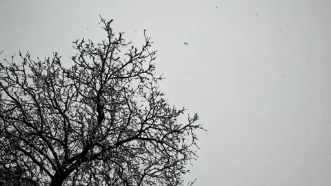 Snowfall on Walnut Tree Branches in Winter Vídeo Stock 317837663