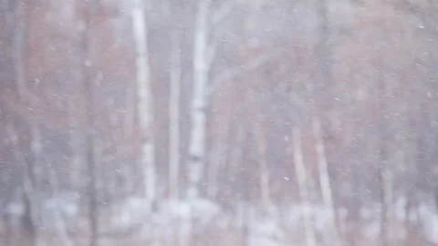 Snowfall in a white birch forest Stock Footage 331133550