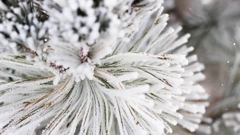 Snowfall white pine Stock Footage 86062652