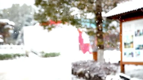 Snowfall white pine winter snow melt morning 4k HD Stock-Footage 334658479
