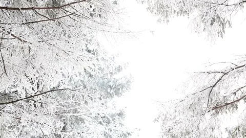 Snowfall white pine winter snow melt morning 4k HD Stock-Footage 334658562