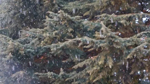 Snowfall white pine winter snow melt morning 4k HD Stock-Footage 334658566