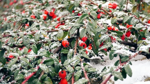 Snowfall. Wild berries on the branches of the bush. Snowy London. Stock Footage 86620034