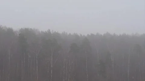 Snowfall with wind in the forest. 스톡 동영상 342596515