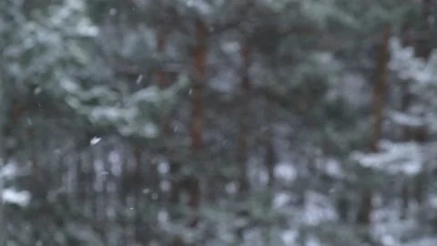 Snowfall in winter on the background of a blurred pine forest. 4K. Stock Footage 167361816
