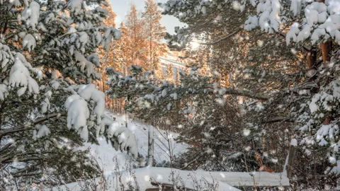 Snowfall in winter coniferous forest at sunset .4K.Loop Video stock 113765718