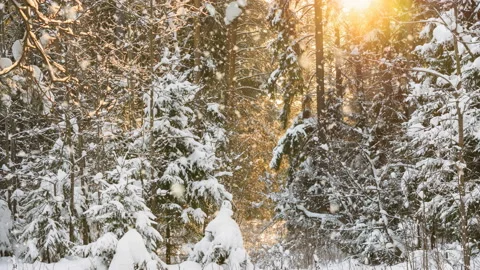 Snowfall in winter coniferous forest at sunset .4K.Loop Stock Footage 116792061