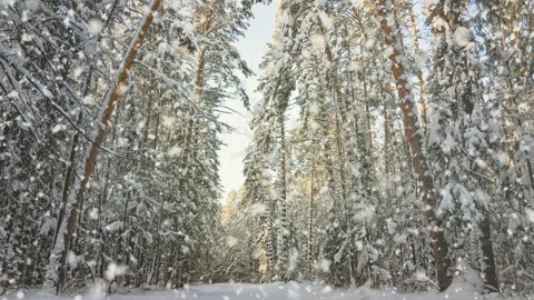 Snowfall in winter coniferous forest at sunset .4K.Loop Stock Footage 117029076