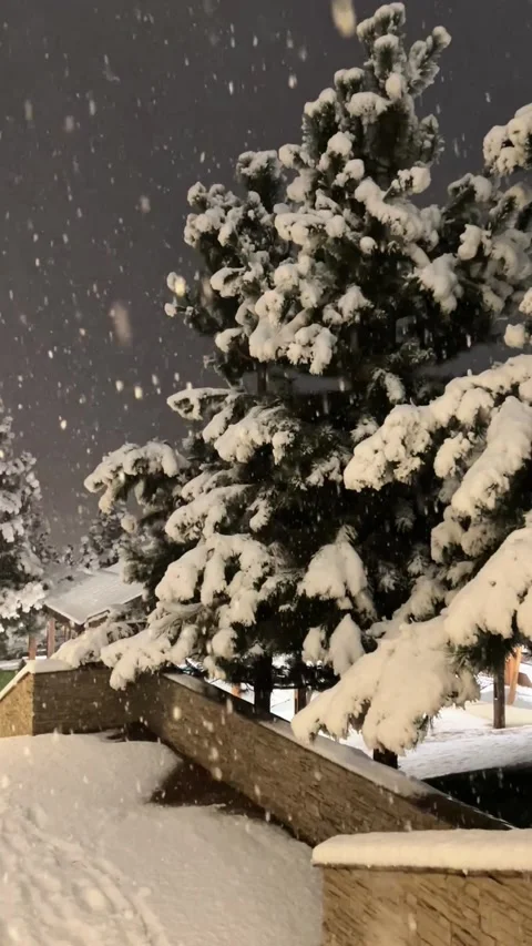 Snowfall on winter evening Branches of fir trees in snow , storm weather Stock Footage 292138115