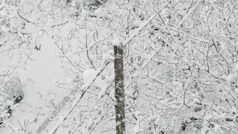 Snowfall in winter Stock Footage 146485129