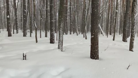 Snowfall on winter forest background. Winter background. Stock Footage 166235791