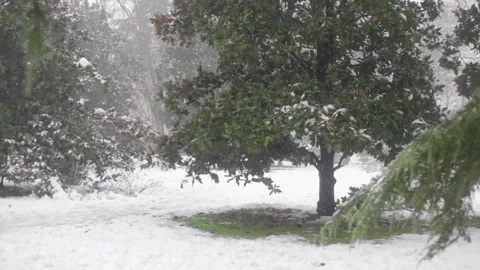 Snowfall in winter in the forest, beautiful landscape with snow covered trees. Stock Footage 145915631