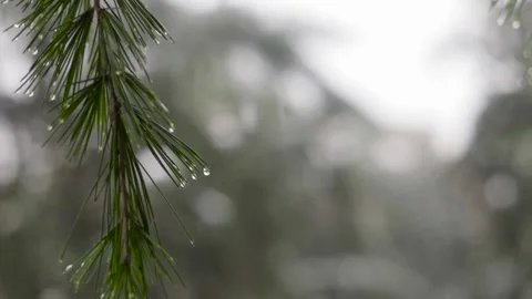 Snowfall in winter in the forest, beautiful landscape with snow covered trees. Stock Footage 145915638