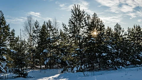 Snowfall in the winter in forest, Christmas evening with falling snow. in the Stock Footage 123056997