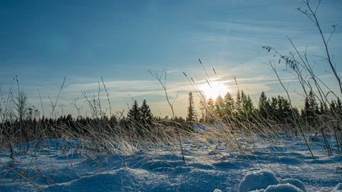 Snowfall in the winter in forest, Christmas evening with falling snow. in the Stock Footage 124431754