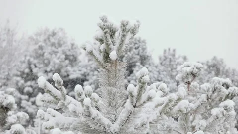 Snowfall in winter in the forest at Christmas time Stock Footage 144518608