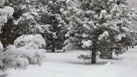 Snowfall in winter in the forest at Christmas time Stock Footage 144518648
