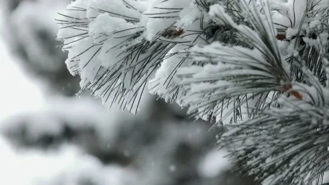 Snowfall in winter in the forest at Christmas time Stock Footage 144518729