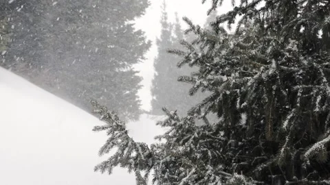 Snowfall in winter in the forest at Christmas time Stock Footage 166032883
