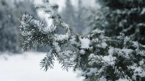 Snowfall in winter in the forest at Christmas time Stock-Footage 166033011